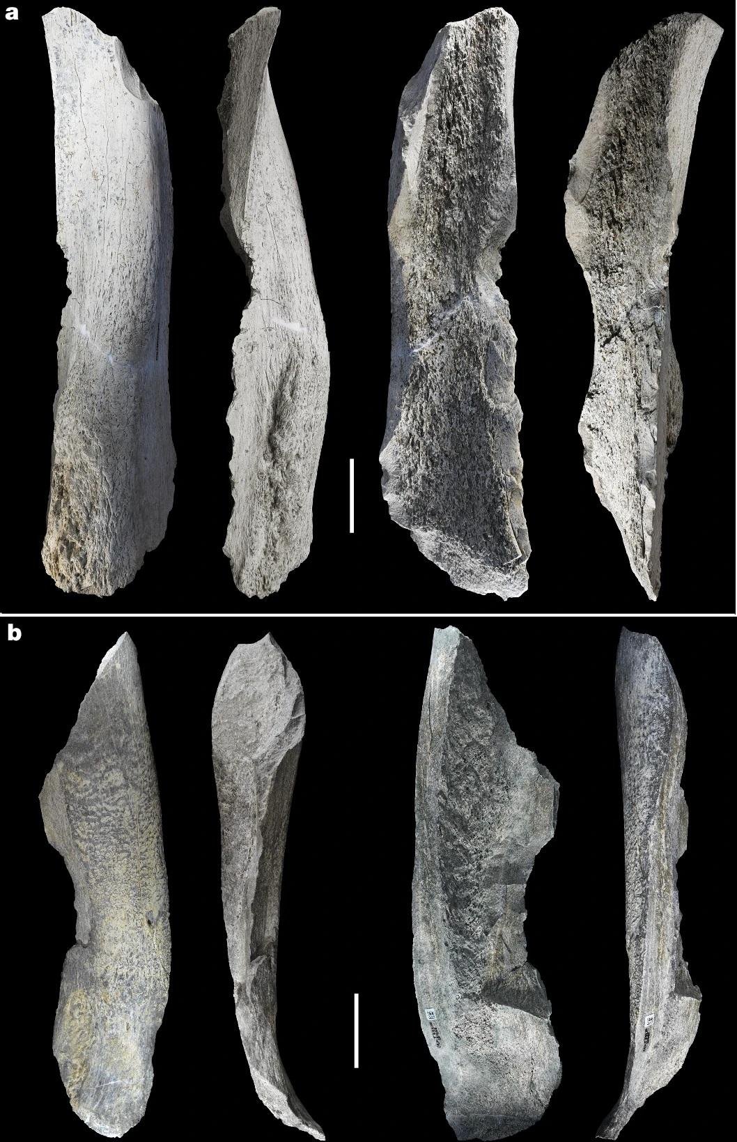 1.5-million-year-old bone tools discovered in Tanzania are the oldest ever, reshaping early hominin technology