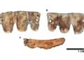 Rare 19th-century bone dental bridge found in Portugal points to early cosmetic tooth replacement