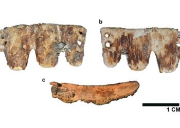 Rare 19th-century bone dental bridge found in Portugal points to early cosmetic tooth replacement