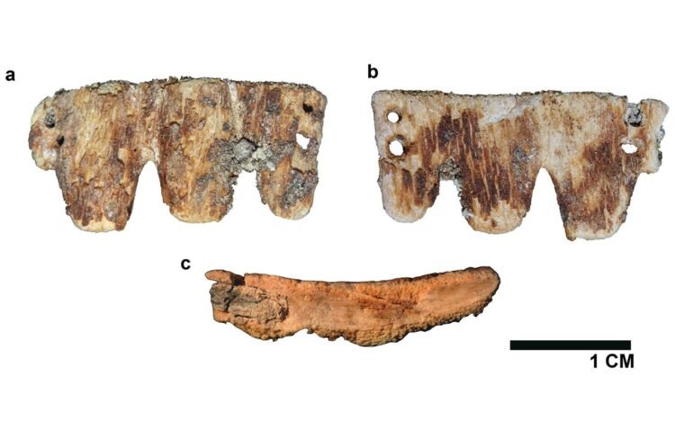Rare 19th-century bone dental bridge found in Portugal points to early cosmetic tooth replacement