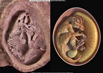 World’s best-preserved hadrosaurus embryo fossils discovered in China