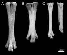 New research reveals new evidence about when, where, and how chickens were domesticated