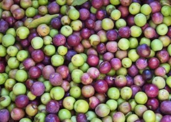 Archaeologists Made Olive Oil With an Ancient Recipe