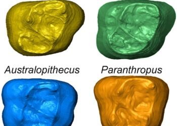 Tooth-telling brings to light earliest humans from southern Africa