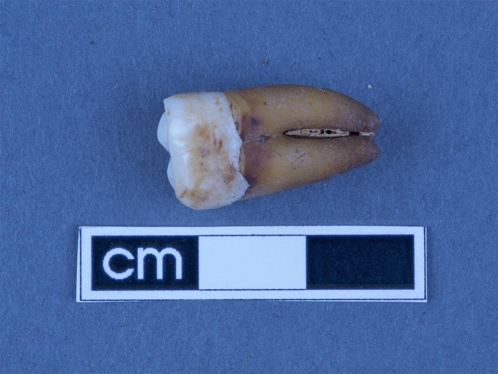 Tooth isotopes offer window into the early colonial history of South ...