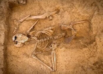 Rare human skeleton from the battle of waterloo unearthed in Belgium
