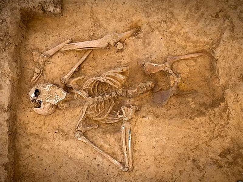 Rare human skeleton from the battle of waterloo unearthed in Belgium