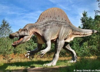 Dinosaur tracks from 113 million years ago revealed by Texas drought