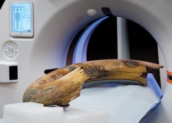 CT scanner captures woolly mammoth tusk