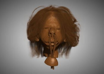 Bioarchaeologists confirm museum shrunken head as human remains