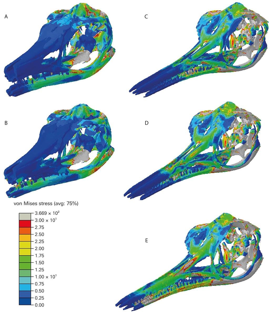 Jurᴀssic ichthyosaurs divided food resources to co-exist