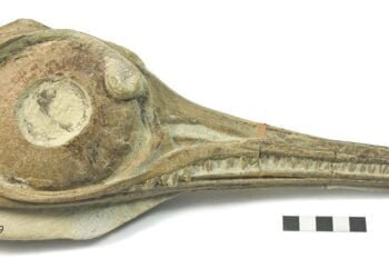 Jurassic ichthyosaurs divided food resources to co-exist