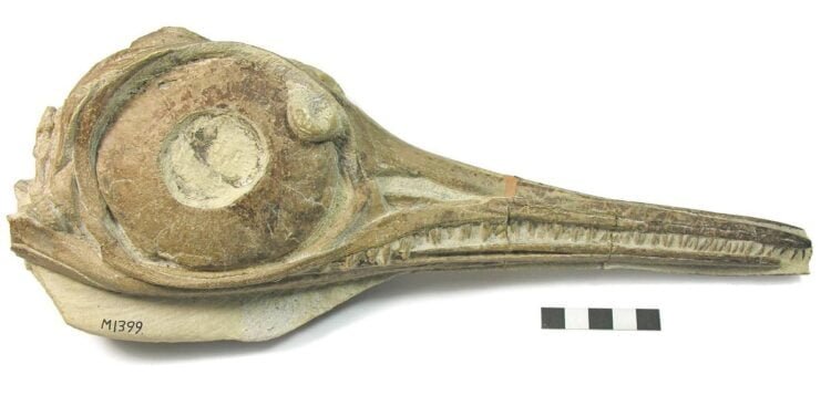 Jurassic ichthyosaurs divided food resources to co-exist