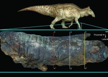 Secrets Preserved in the Skin of Dakota the ‘Dino Mummy’