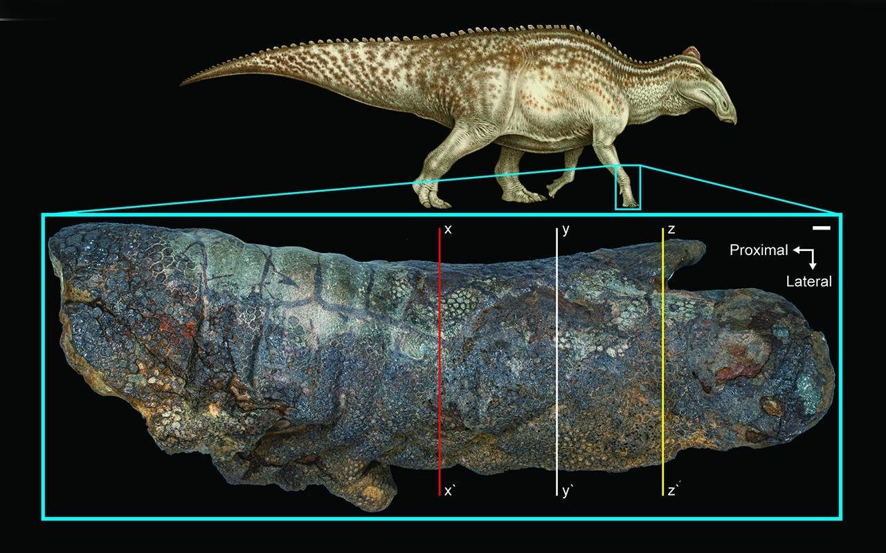 Secrets Preserved in the Skin of Dakota the ‘Dino Mummy’