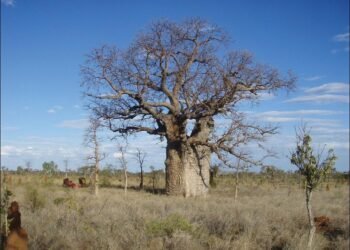 Art in the bark: Indigenous carved boab trees in north-west Australia