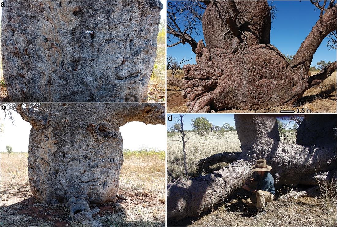 Art in the bark: Indigenous carved boab trees in north-west Australia