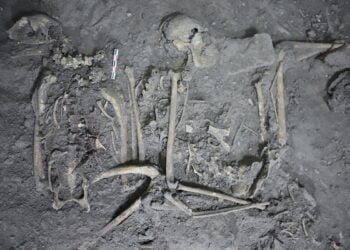 1,700-year-old spider monkey skeleton give insight to ancient cultures