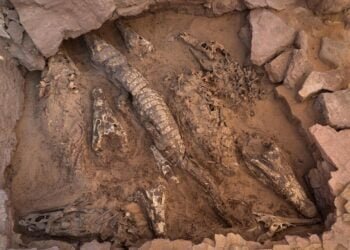 Archaeologists in Egypt unearth 2,500-year-old mummified crocodiles sacrificed to the gods