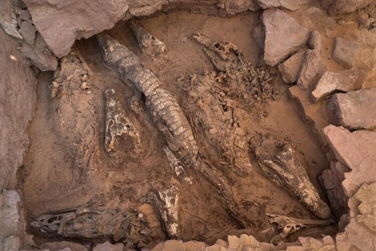 Archaeologists in Egypt unearth 2,500-year-old mummified crocodiles sacrificed to the gods