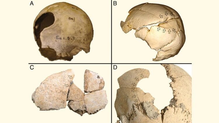 Violence was widespread in early farming society, new study reveals
