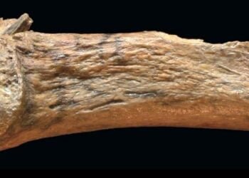 Research Team Identifies oldest bone spear point In the Americas