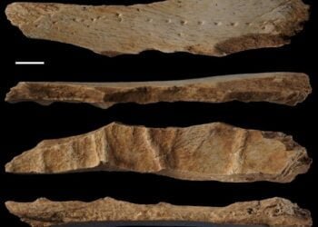 A tailoring tool from 39,600 years ago