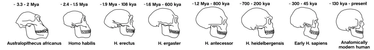 Skulls of successive human evolutionary ancestors, up until 'modern' Homo sapiens