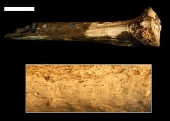 Our human relatives butchered one another 1.45 million years ago