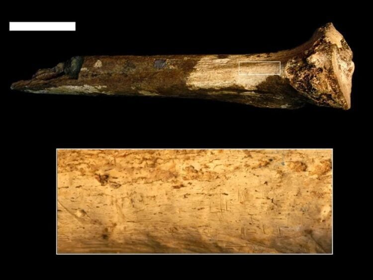 Our human relatives butchered one another 1.45 million years ago