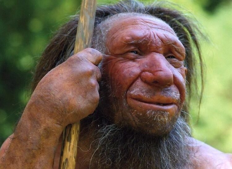 A reconstruction of a Neanderthal man.