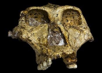 Oldest ever genetic data from a human relative found in 2-million-year-old fossilized teeth