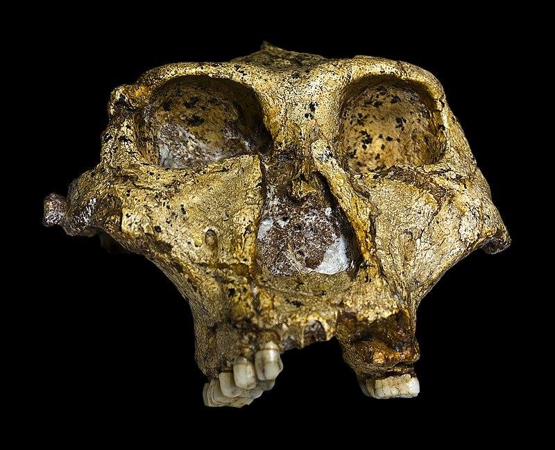 Oldest ever genetic data from a human relative found in 2-million-year-old fossilized teeth