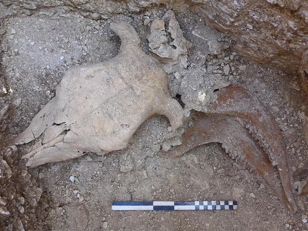Archaeologists unearth 2000-year-old human remains and animal sacrifices in Dorset