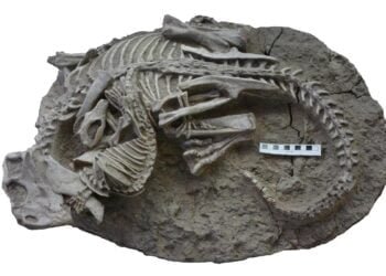 Rare fossil reveals ancient battle between mammal and dinosaur