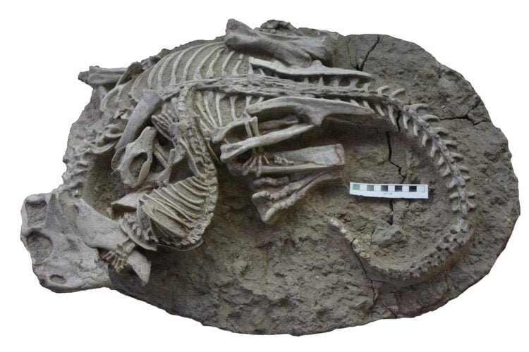 Rare fossil reveals ancient battle between mammal and dinosaur