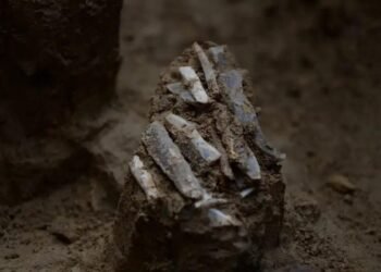 Rare 30,000-year-old personal toolkit reveals life of a Stone Age hunter