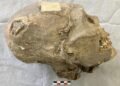 350-year-old mummified head in Switzerland traced to Bolivia’s Aymara people after new study