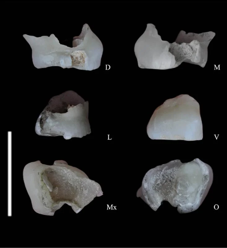 450,000-year-old humаn tooth uneаrthed іn Qаleh Kurd Cаve, Irаn