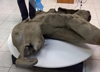 Scientists unveil 50,000-year-old baby mammoth in Russia’s Siberia