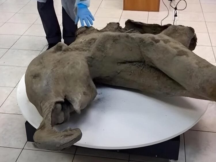 Scientists unveil 50,000-year-old baby mammoth in Russia’s Siberia