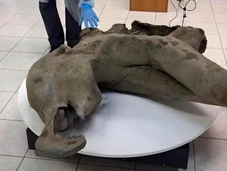 Scientists unveil 50,000-year-old baby mammoth in Russia’s Siberia