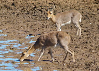50,000-year-old DNA from South African antelope rewrites limits of ancient DNA preservation