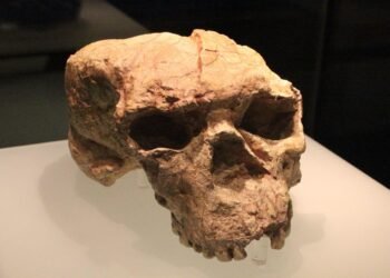 Ancient Skull found in China may belong to previously unknown human lineage