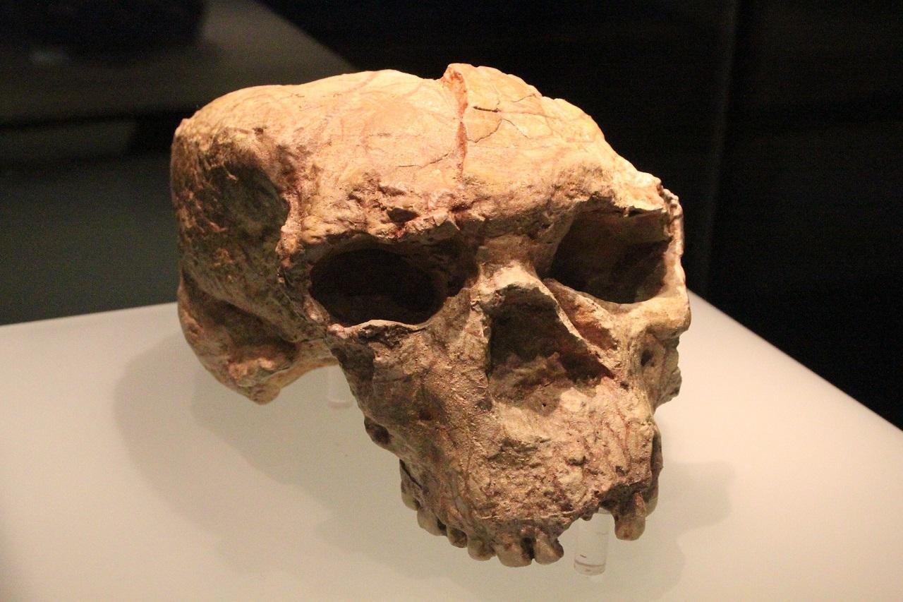 Ancient Skull found in China may belong to previously unknown human lineage