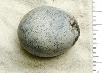 Roman egg found in Aylesbury still holds liquid contents after 1,700 years