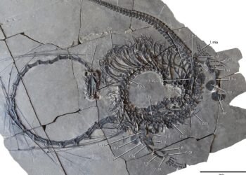 Scientists unveil stunning 240-million-year-old ‘Chinese dragon’ fossil