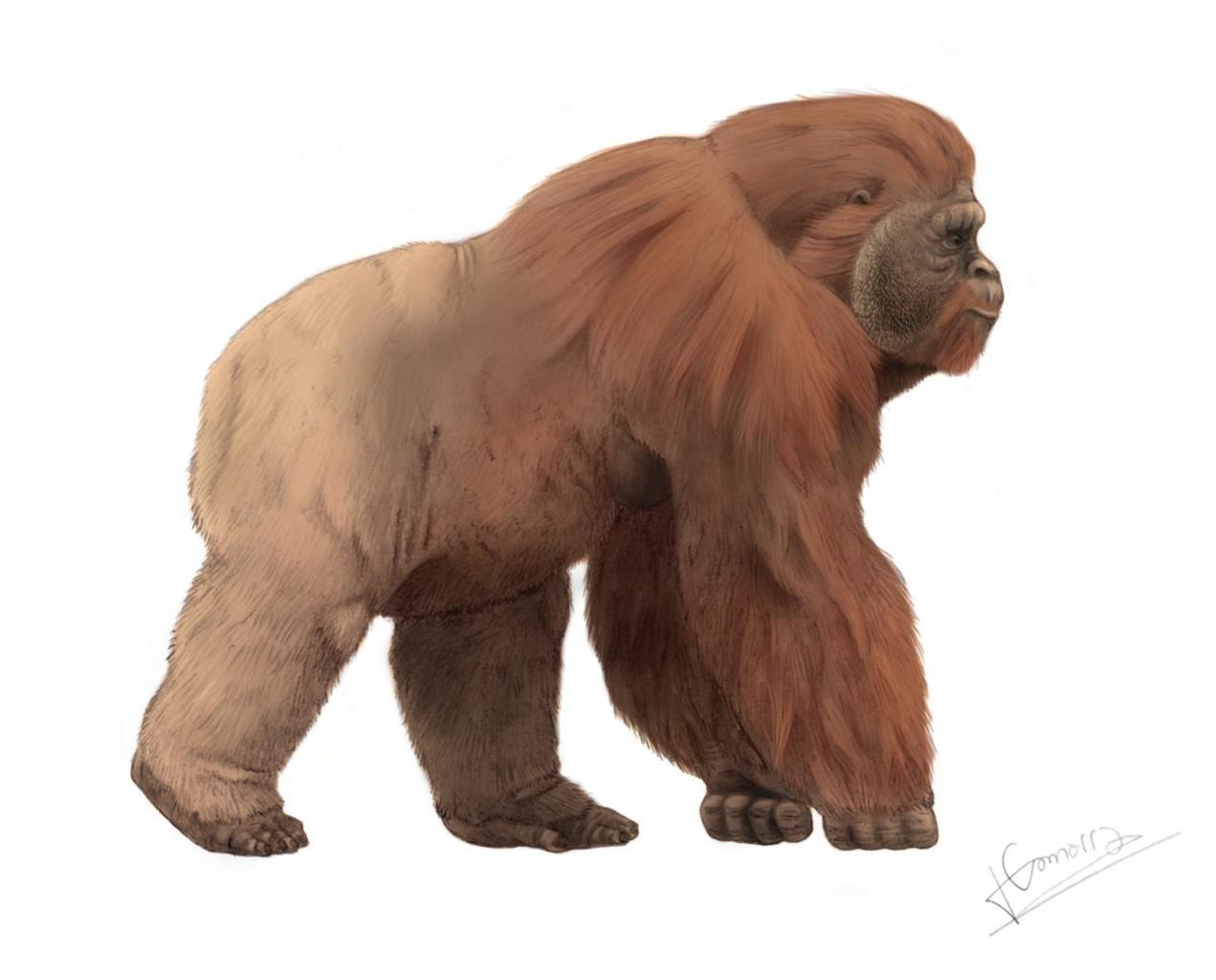 Mystery of the giant ape's extinction finally solved