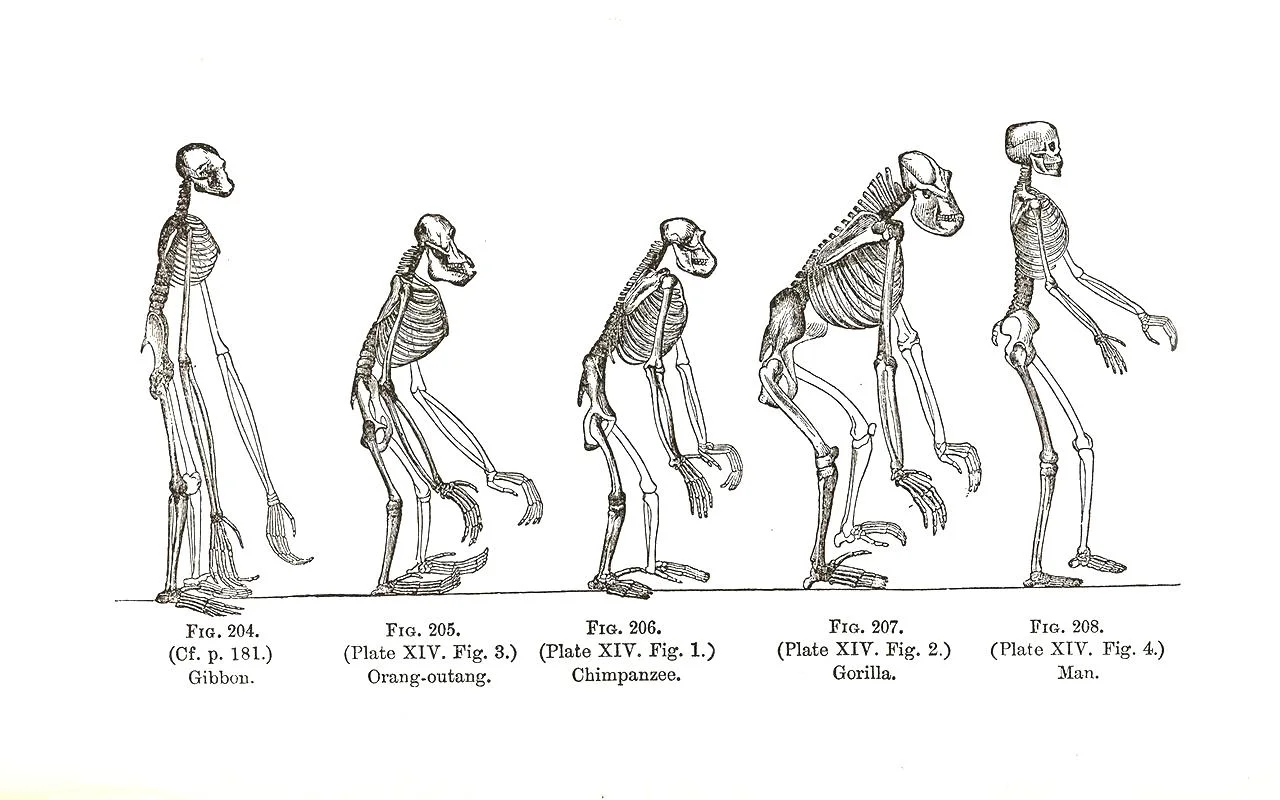 Human evolution