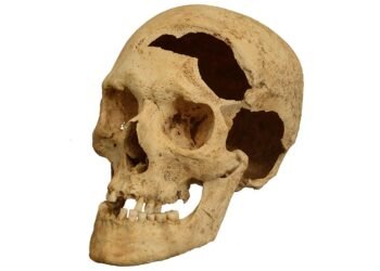 Researchers reconstruct the brutality of death by multiple sword blows 700 years ago